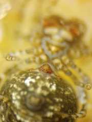 Chorizopesoides wulingensis