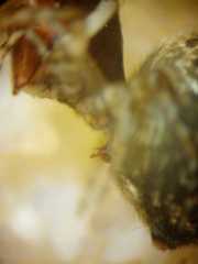 Chorizopesoides wulingensis