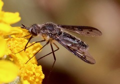 Thevenetimyia affinis