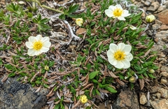 Dryas integrifolia