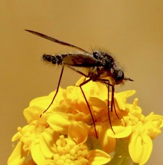 Thevenetimyia affinis