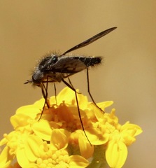 Thevenetimyia affinis