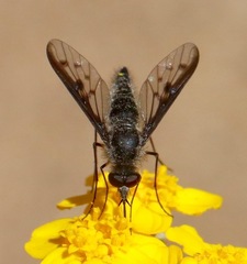 Thevenetimyia affinis
