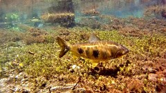 Megaleporinus obtusidens