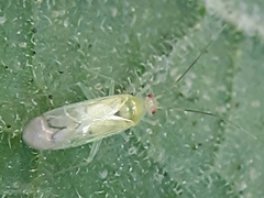 Paraproba crotonica