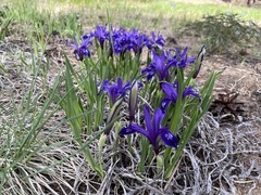 Iris uniflora