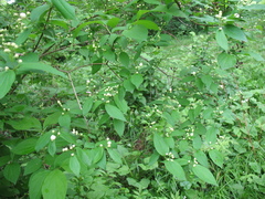 Philadelphus tenuifolius