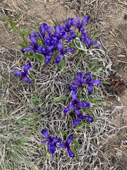 Iris uniflora