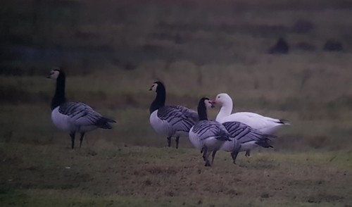 Snow Goose, Reimerswaal, NL-ZE, NL, photo 8 of 10