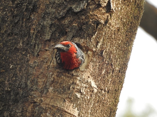 Lybius guifsobalito