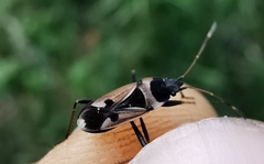 Raglius confusus