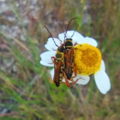 Stenopterus mauritanicus