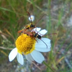 Stenopterus mauritanicus