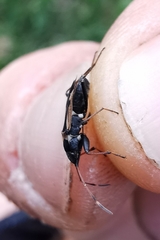 Raglius confusus