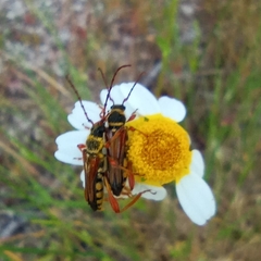 Stenopterus mauritanicus