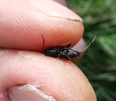 Raglius confusus