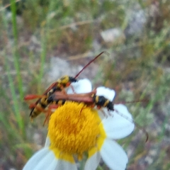 Stenopterus mauritanicus