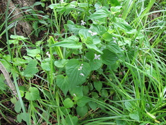Viola acuminata