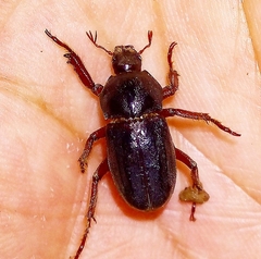 Ceraspis