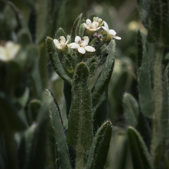 Lithospermum papillosum