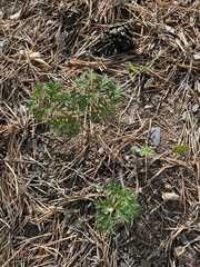 Pulsatilla turczaninovii
