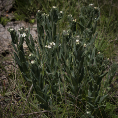 Lithospermum papillosum