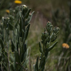 Lithospermum papillosum