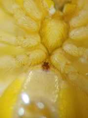 Bijoaraneus postilena