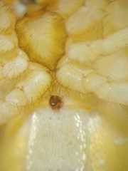 Bijoaraneus postilena