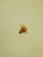 Bijoaraneus postilena