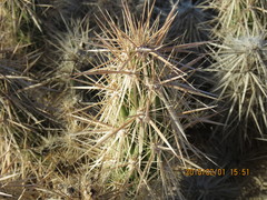 Grusonia kunzei