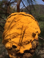 Cronartium conigenum