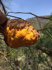 Cronartium conigenum