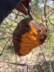 Cronartium conigenum