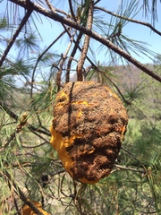 Cronartium conigenum