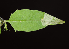 Liriomyza pistilla