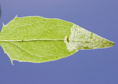 Liriomyza pistilla