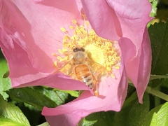 Apis mellifera