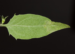 Liriomyza pistilla