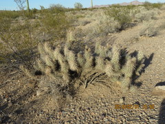 Grusonia kunzei
