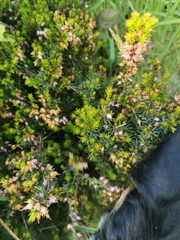Erica carnea