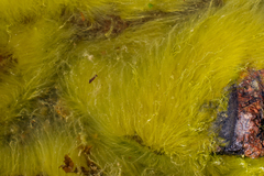 Ectocarpus siliculosus