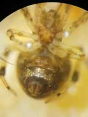 Parasteatoda cingulata