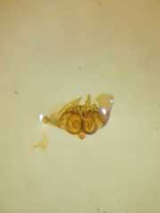 Parasteatoda cingulata