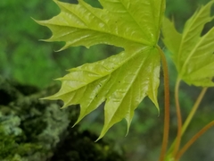 Acer platanoides