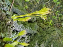 Acer platanoides