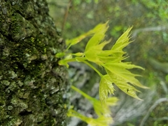 Acer platanoides