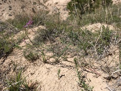 Astragalus gracilis