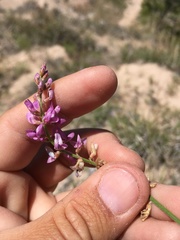 Astragalus gracilis