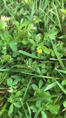 Trifolium dubium